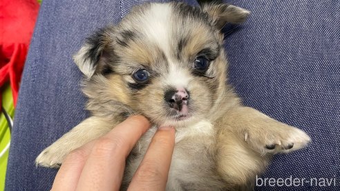 成約済の兵庫県のポメチワ:ポメラニアン×チワワ-348656の7枚目